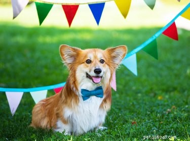 200 Vibrant Dog Names Inspired by Every Color of the Rainbow