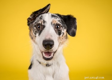 200 Vibrant Dog Names Inspired by Every Color of the Rainbow