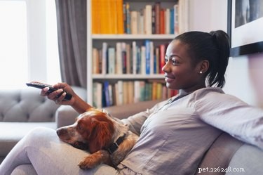 100 Netflix-Inspired Dog Names for the Ultimate Streaming Enthusiast