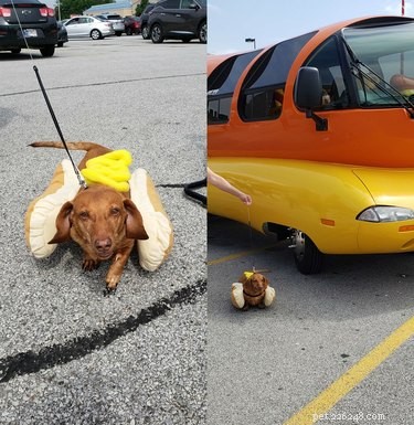 17 Trending Pet Names You’ll Spot on Social Media This Month