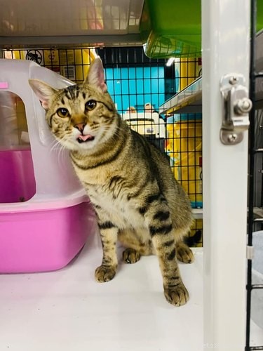 17 Trending Pet Names You’ll Spot on Social Media This Month