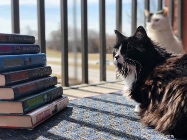 17 Trending Pet Names You’ll Spot on Social Media This Month