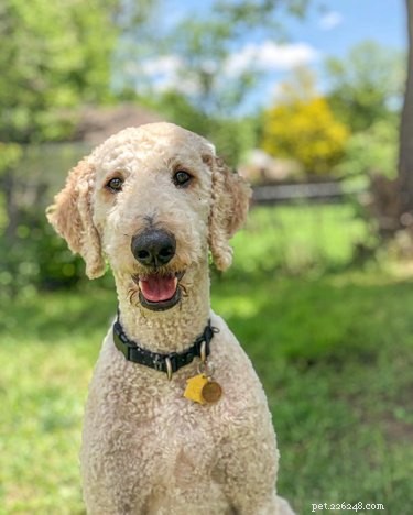 224 Classic Human Names for Pets: Old Man & Old Lady Edition