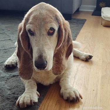 224 Classic Human Names for Pets: Old Man & Old Lady Edition