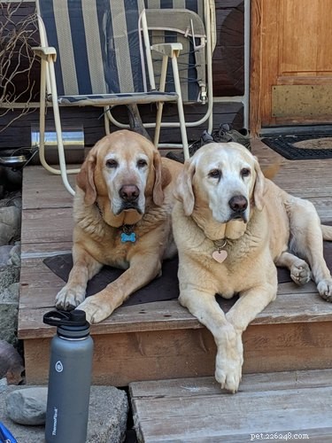 224 Classic Human Names for Pets: Old Man & Old Lady Edition