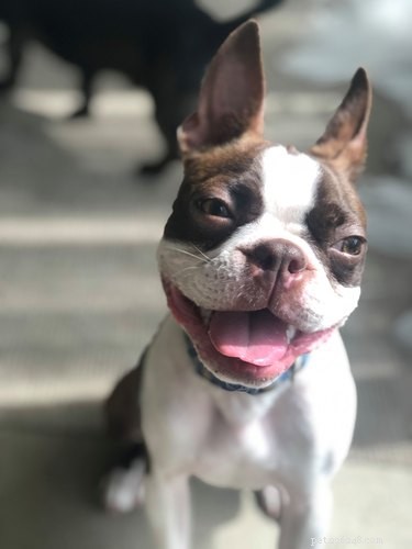 224 Classic Human Names for Pets: Old Man & Old Lady Edition