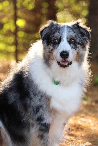 224 Classic Human Names for Pets: Old Man & Old Lady Edition