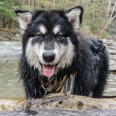 224 Classic Human Names for Pets: Old Man & Old Lady Edition