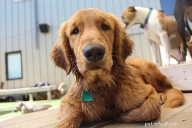 224 Classic Human Names for Pets: Old Man & Old Lady Edition