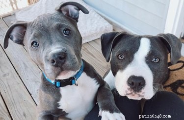 224 Classic Human Names for Pets: Old Man & Old Lady Edition