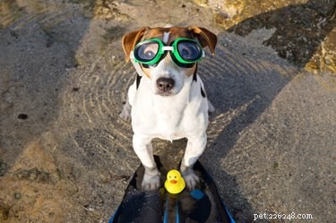 101 Inspiring Summer-Themed Dog Names for Your Furry Friend