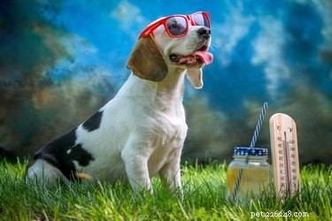 101 Inspiring Summer-Themed Dog Names for Your Furry Friend