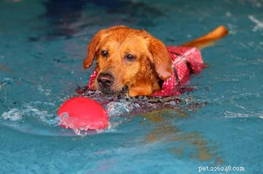 101 Inspiring Summer-Themed Dog Names for Your Furry Friend