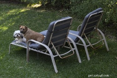 101 Inspiring Summer-Themed Dog Names for Your Furry Friend