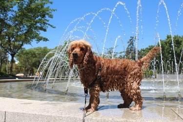 101 Inspiring Summer-Themed Dog Names for Your Furry Friend