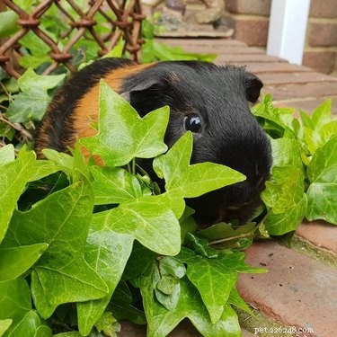 181 Unique and Charming Guinea Pig Names to Choose From