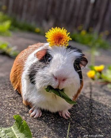 181 Unique and Charming Guinea Pig Names to Choose From