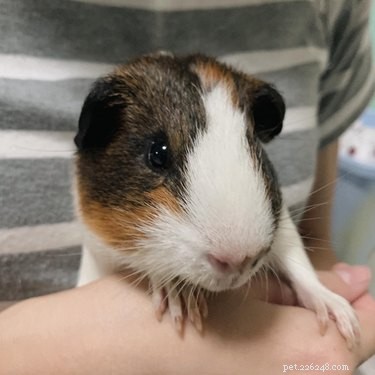 181 Unique and Charming Guinea Pig Names to Choose From