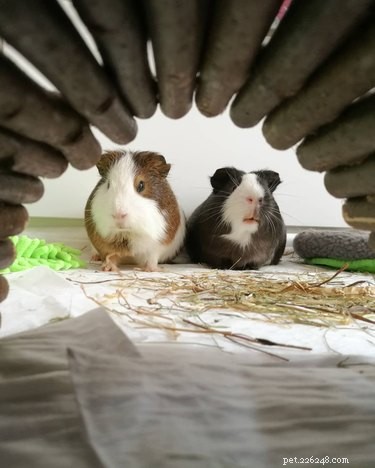 181 Unique and Charming Guinea Pig Names to Choose From