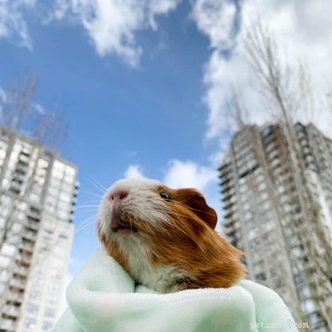 181 Unique and Charming Guinea Pig Names to Choose From