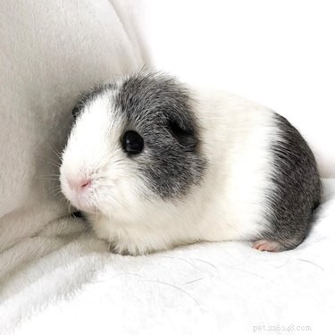 181 Unique and Charming Guinea Pig Names to Choose From