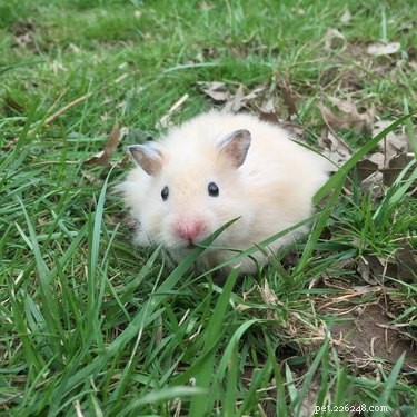 150 Charming Names to Charm Your Hamster