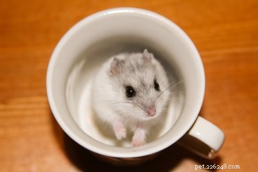 150 Charming Names to Charm Your Hamster