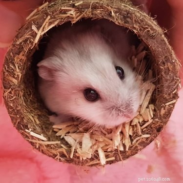 150 Charming Names to Charm Your Hamster