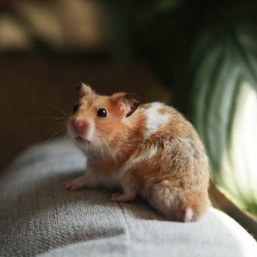 150 Charming Names to Charm Your Hamster