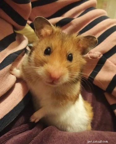 150 Charming Names to Charm Your Hamster