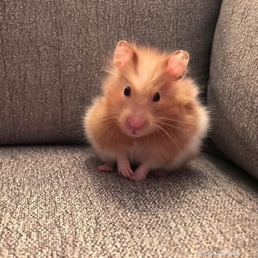 150 Charming Names to Charm Your Hamster
