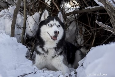 101 Powerful Viking Dog Names for Your Loyal Companion