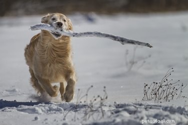 108 Authentic Norwegian Dog Names – Unique, Strong, and Inspiring