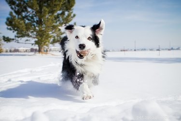 108 Authentic Norwegian Dog Names – Unique, Strong, and Inspiring