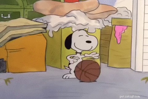 174 Sporty Dog Names: Find the Perfect Athletic Name for Your Pup