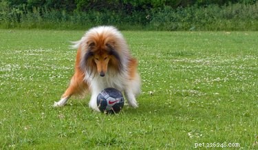 174 Sporty Dog Names: Find the Perfect Athletic Name for Your Pup