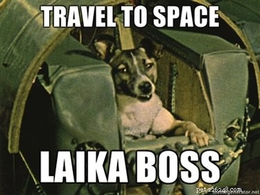 144 Celestial Dog Names Inspired by Space History
