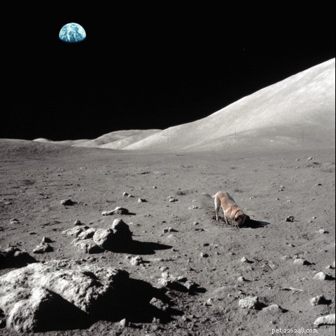 144 Celestial Dog Names Inspired by Space History