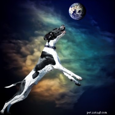 144 Celestial Dog Names Inspired by Space History