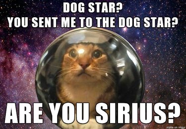 144 Celestial Dog Names Inspired by Space History