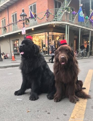 136 Cajun Dog Names: A Guide to Southern-Inspired Pet Names