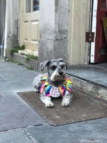 136 Cajun Dog Names: A Guide to Southern-Inspired Pet Names