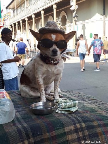 136 Cajun Dog Names: A Guide to Southern-Inspired Pet Names