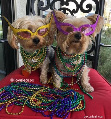 136 Cajun Dog Names: A Guide to Southern-Inspired Pet Names