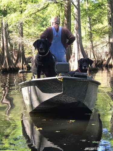 136 Cajun Dog Names: A Guide to Southern-Inspired Pet Names