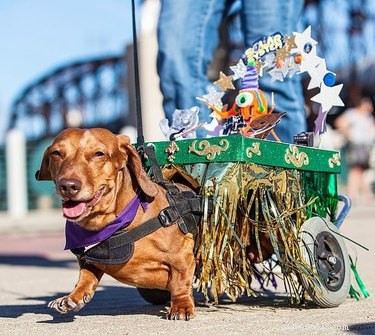 136 Cajun Dog Names: A Guide to Southern-Inspired Pet Names