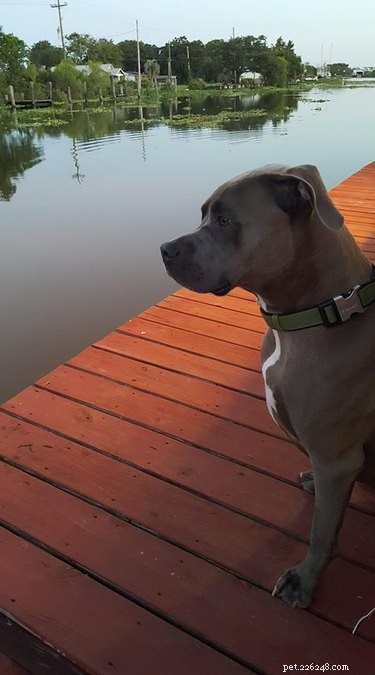 136 Cajun Dog Names: A Guide to Southern-Inspired Pet Names