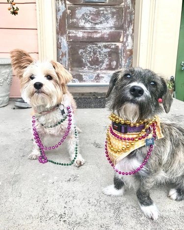 136 Cajun Dog Names: A Guide to Southern-Inspired Pet Names