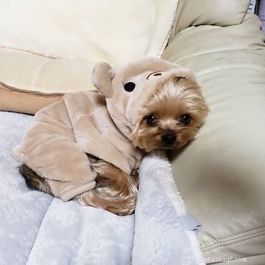 214 Best Names for Your Yorkshire Terrier