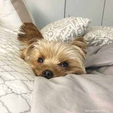 214 Best Names for Your Yorkshire Terrier
